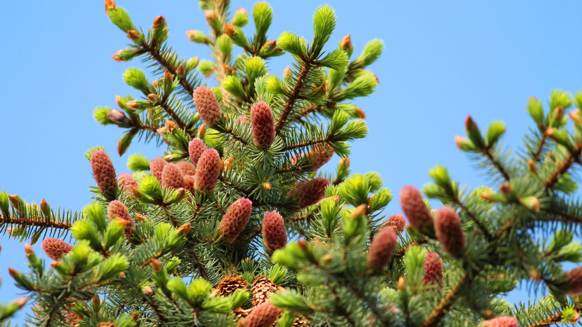 природа, шишки, , жёлуди, , каштаны, весна