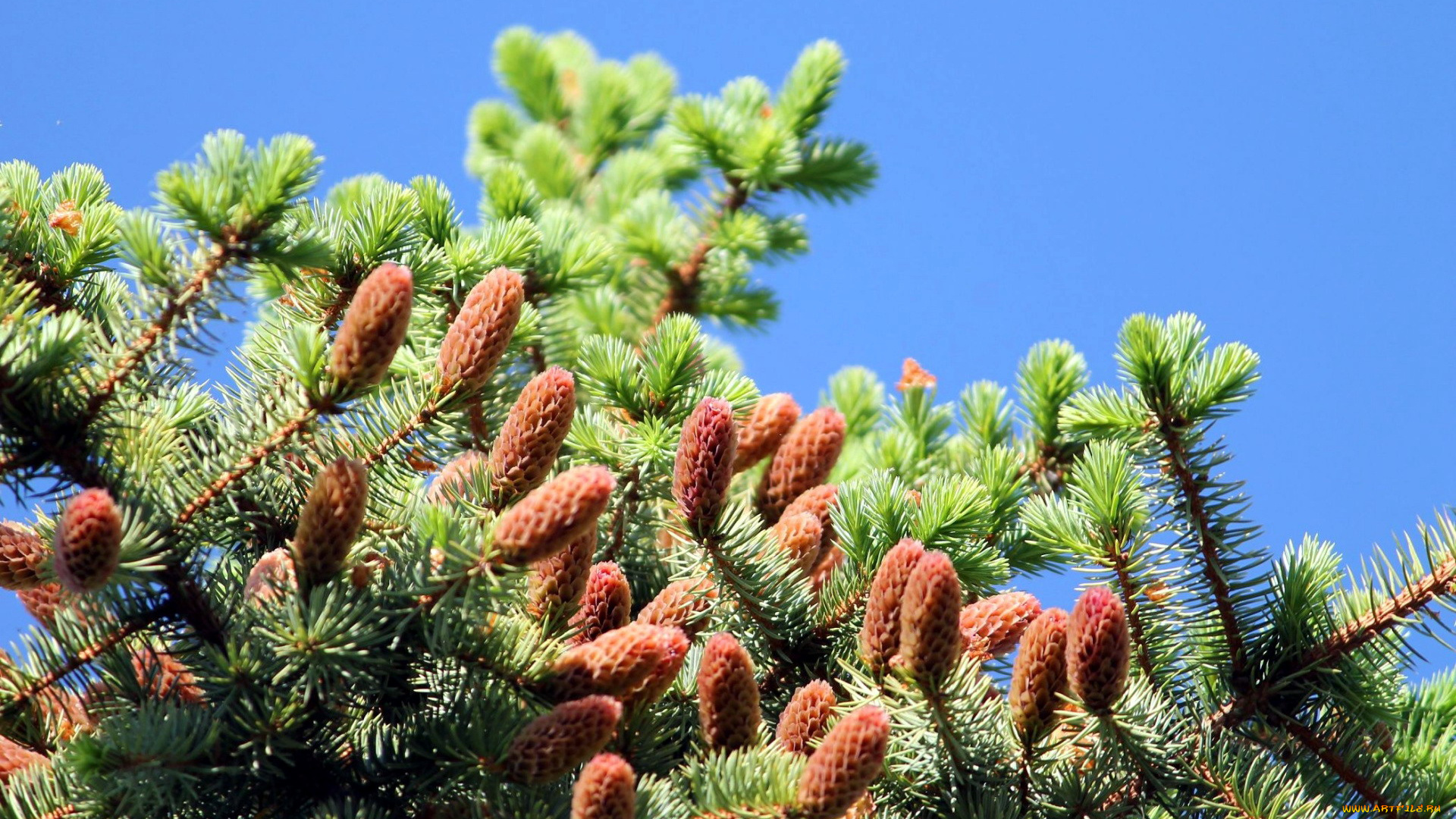 природа, шишки, , жёлуди, , каштаны, весна