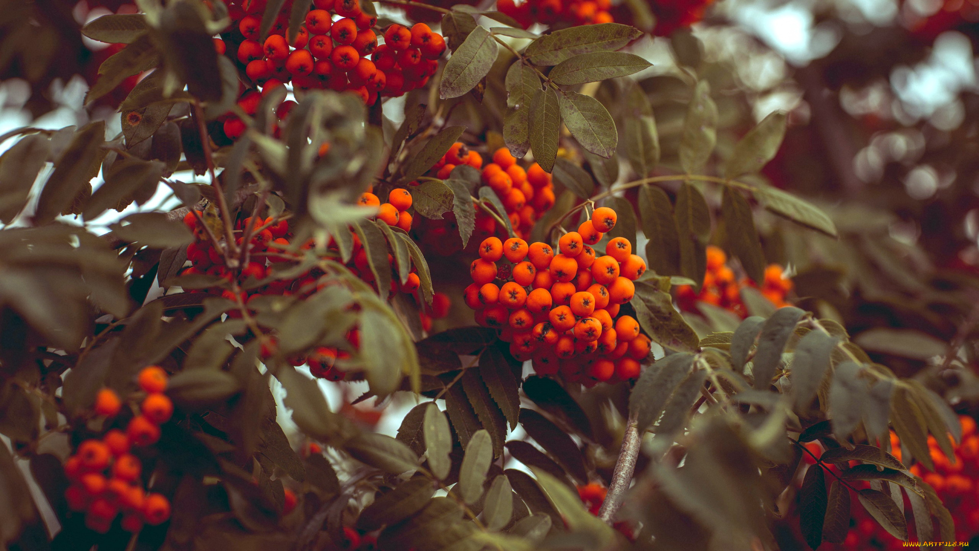 природа, Ягоды, , рябина, ягоды, гроздья, рябина, осень