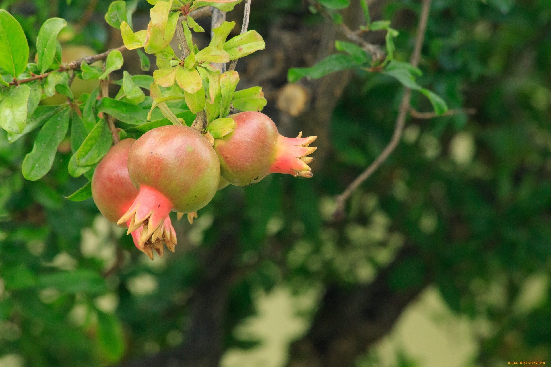 природа, плоды, гранат