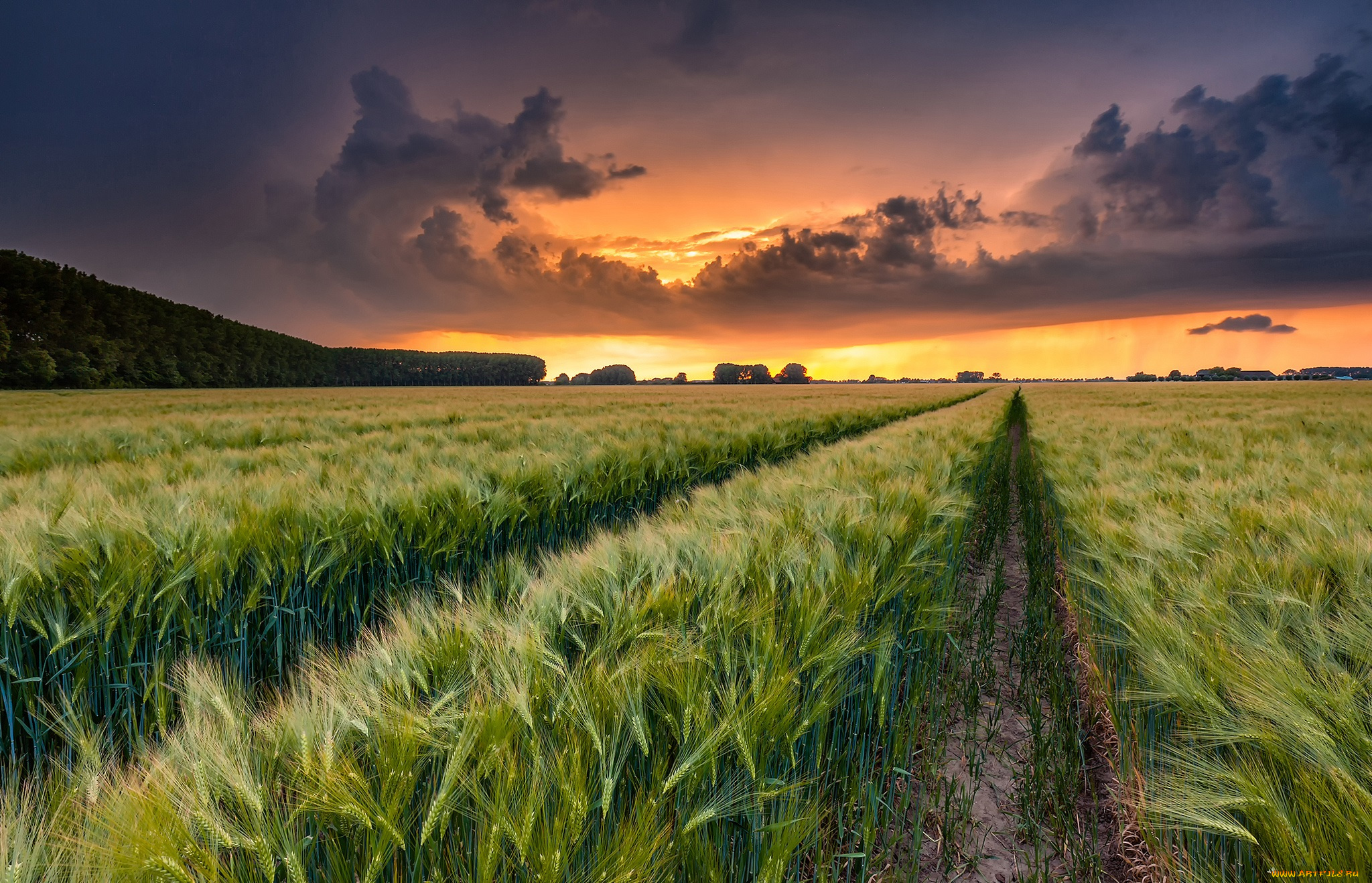 природа, поля, простор