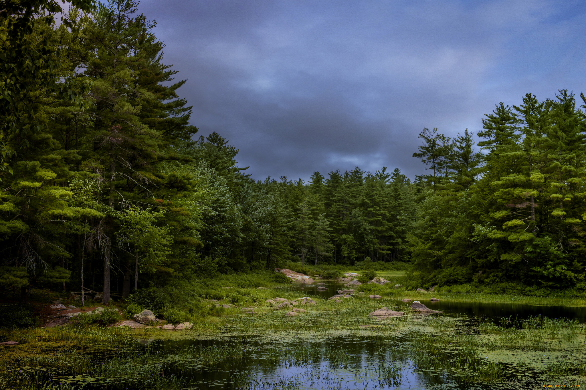 природа, лес, простор