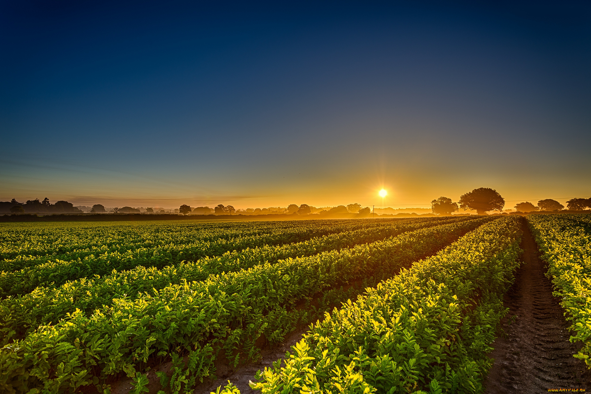 природа, поля, простор