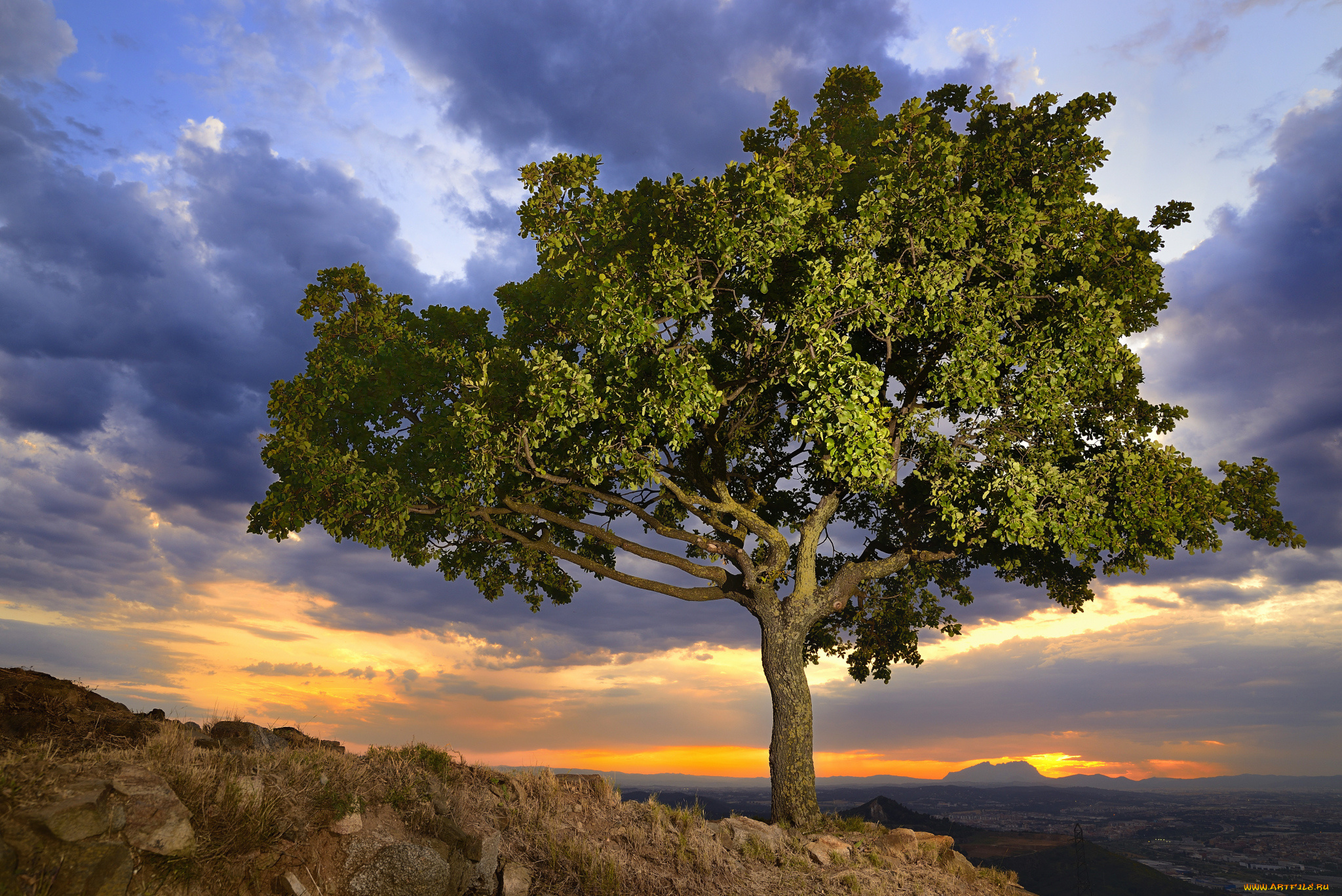 природа, деревья, простор