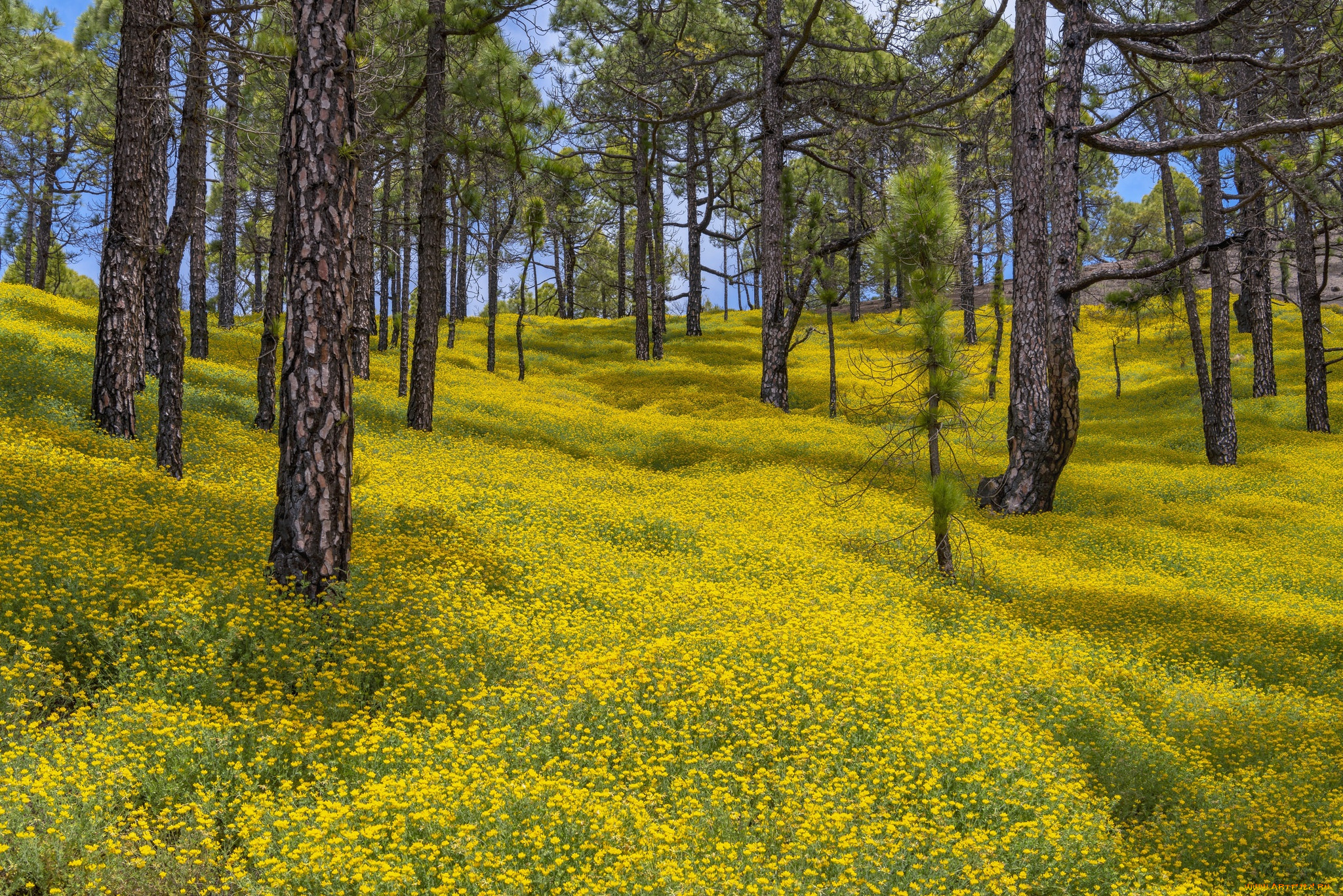 природа, лес, el, paso, canary, islands, spain