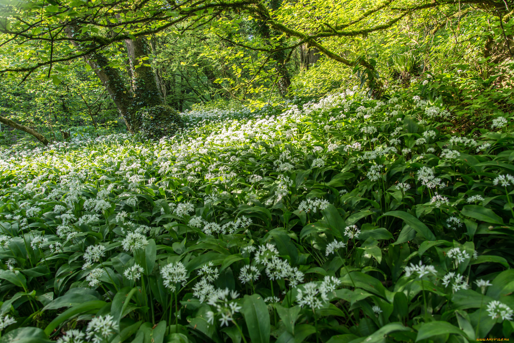 природа, лес, простор