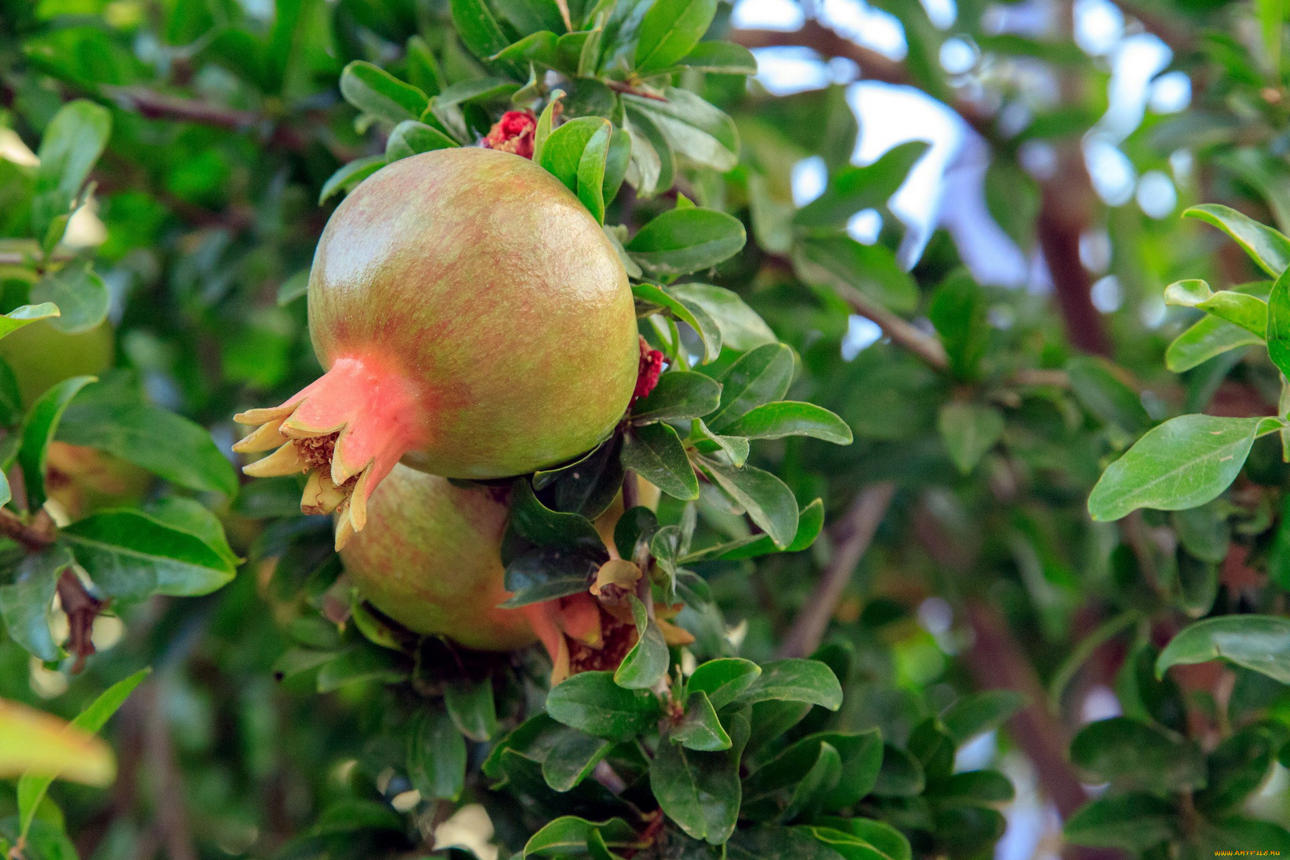 природа, плоды, гранат