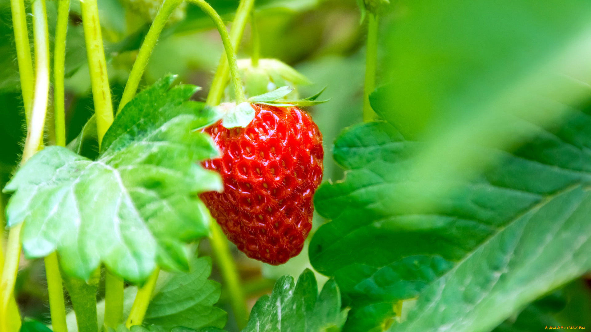 природа, ягоды, клубника
