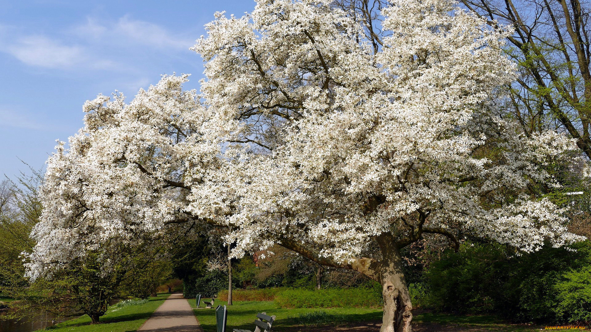 природа, парк, весна, цветущие, деревья