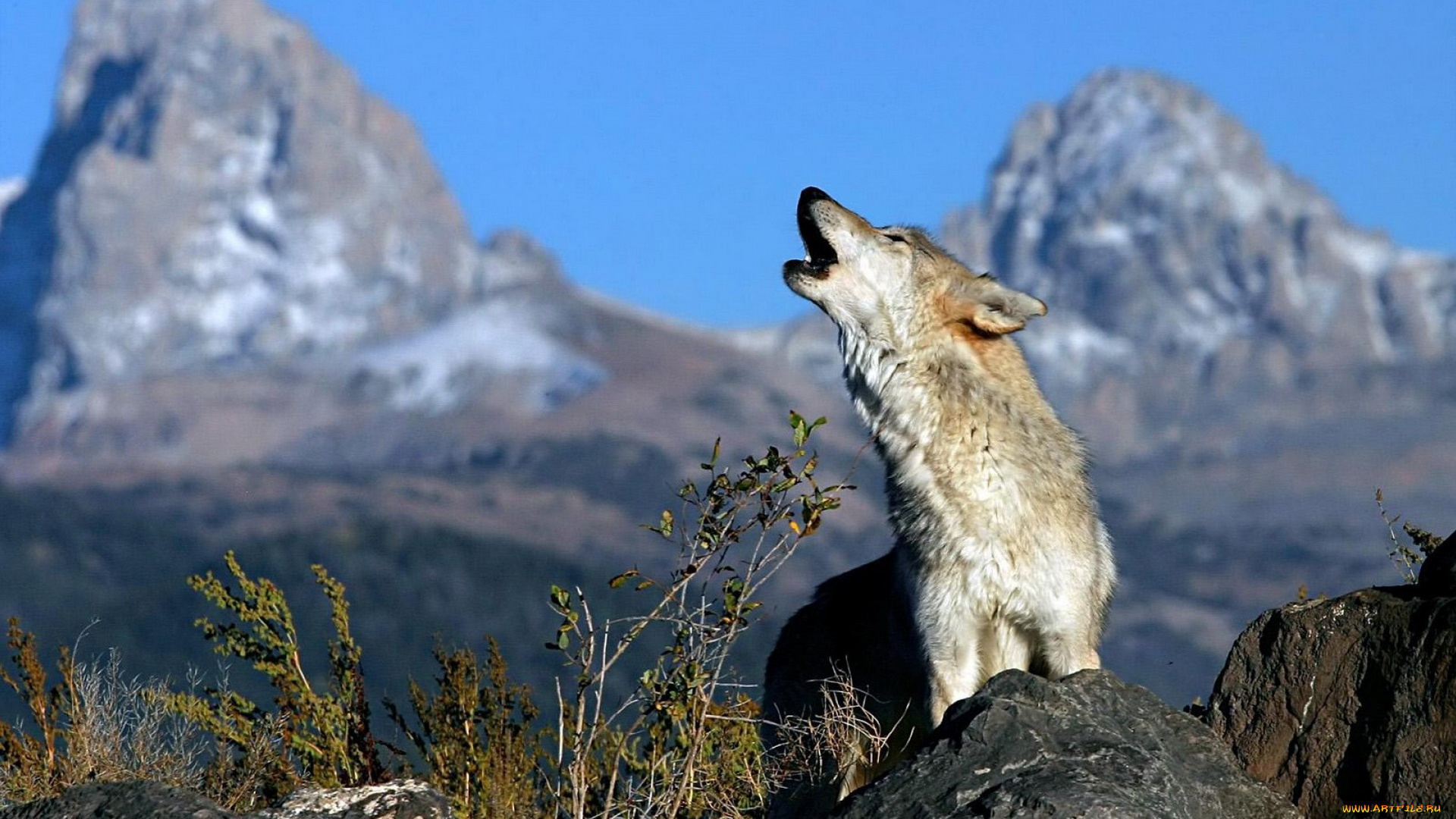 животные, волки, , койоты, , шакалы, волк, вой, камни, скалы