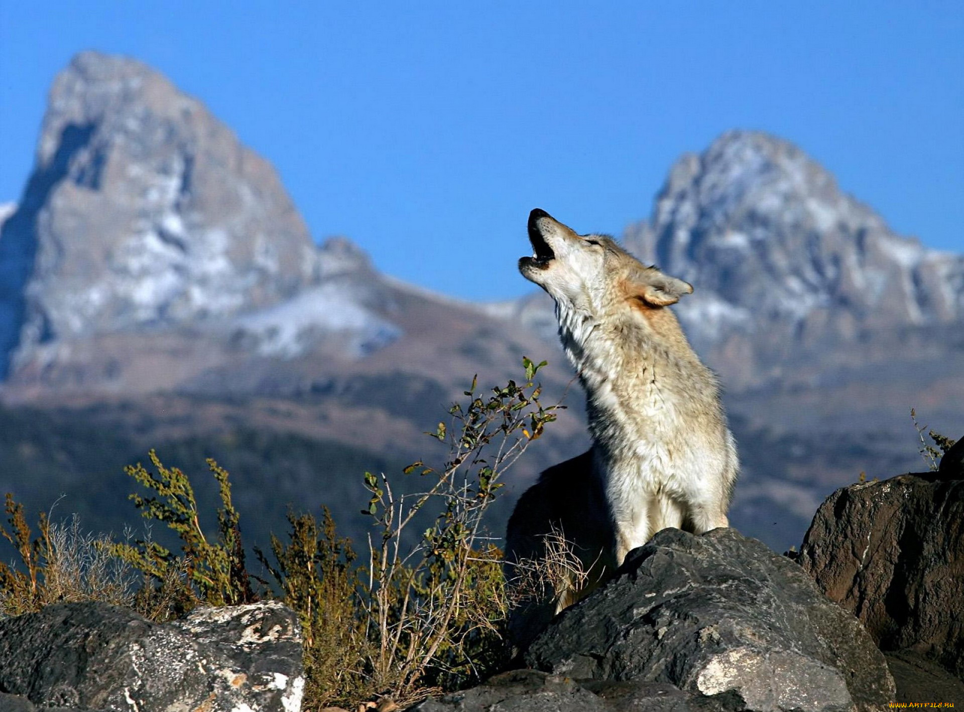 животные, волки, , койоты, , шакалы, волк, вой, камни, скалы