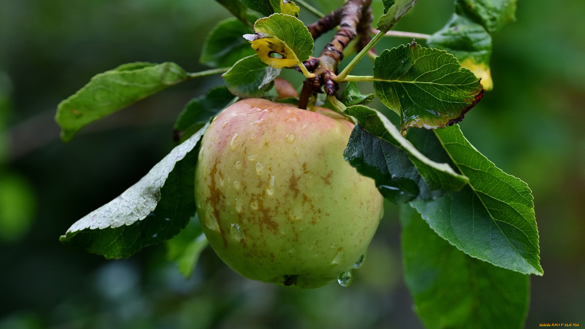 природа, плоды, яблоко