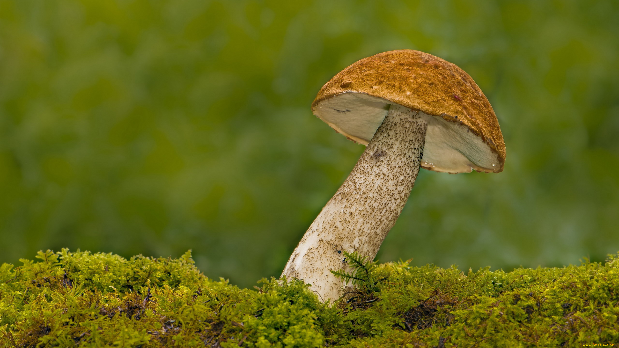 природа, грибы, подосиновик