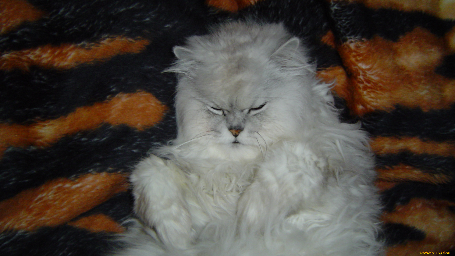 федя, животные, коты