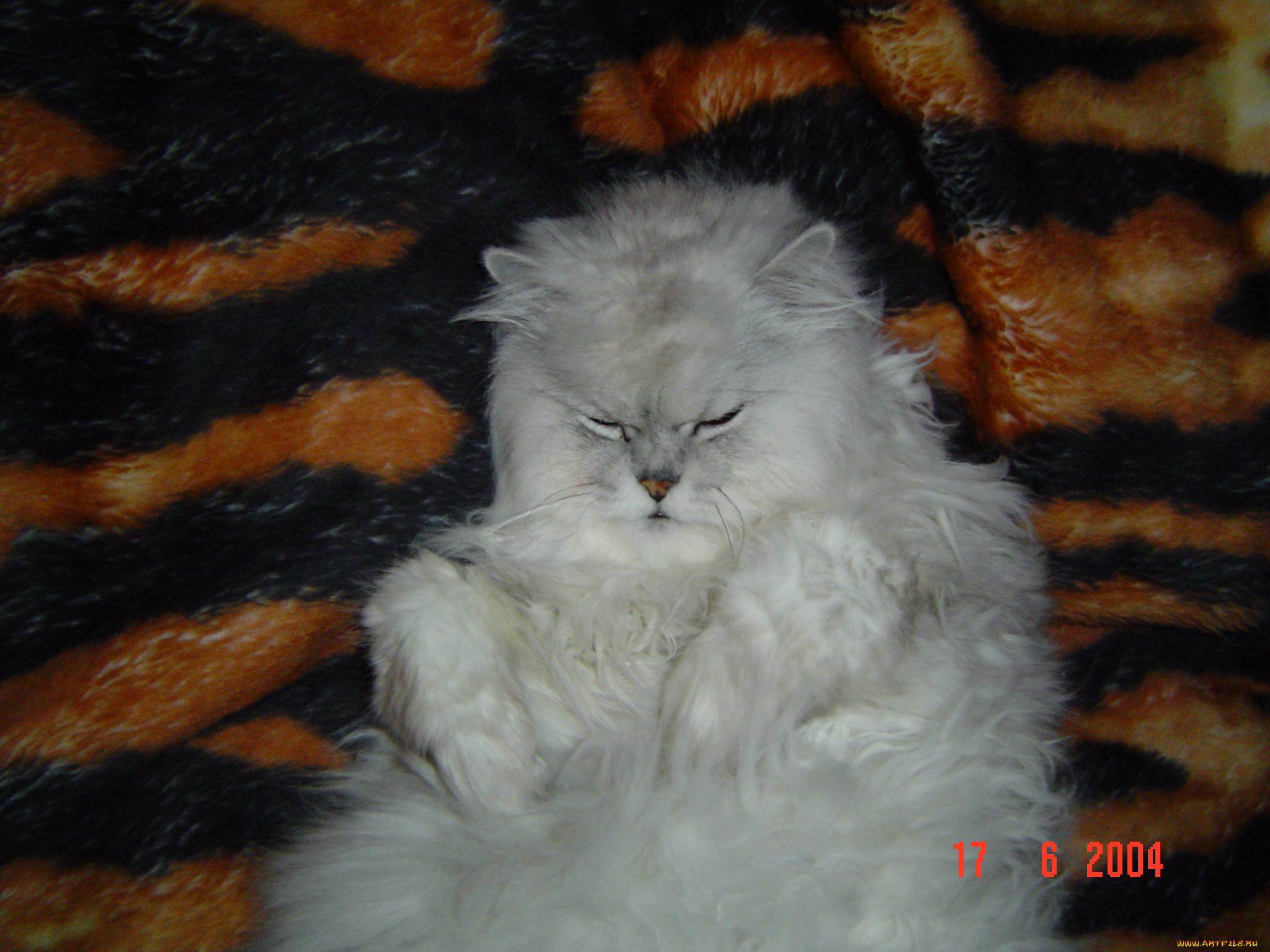 федя, животные, коты