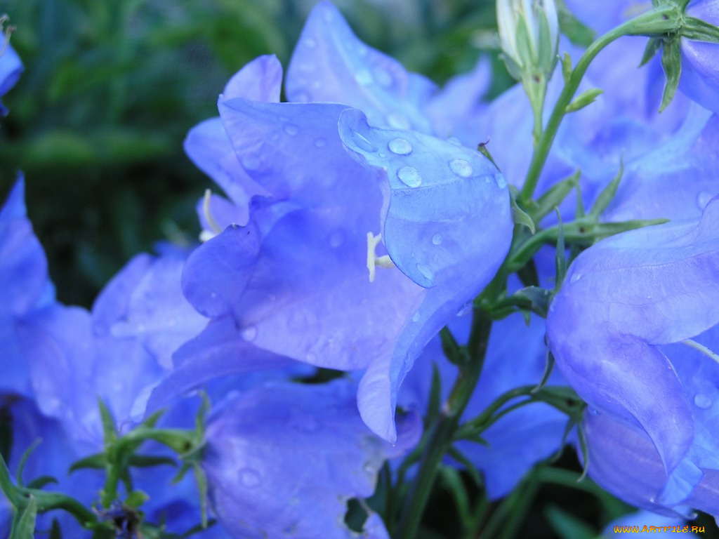 цветы, колокольчики