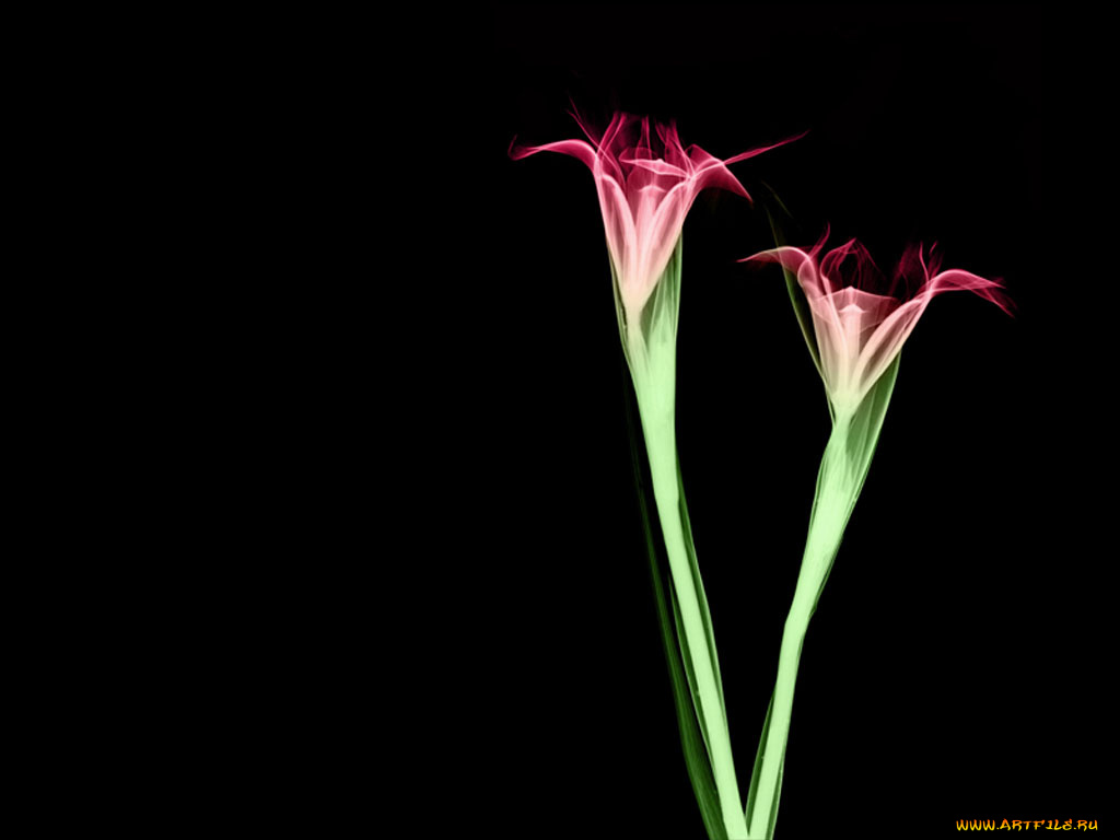 rentgen, 22, разное