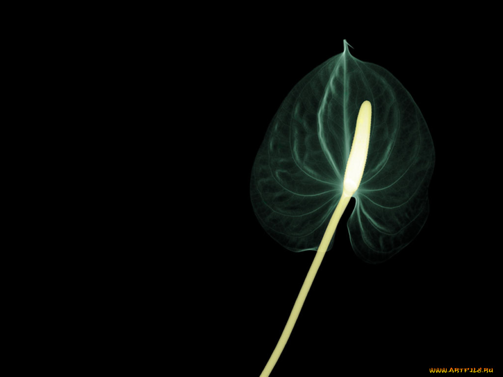 rentgen, 26, разное