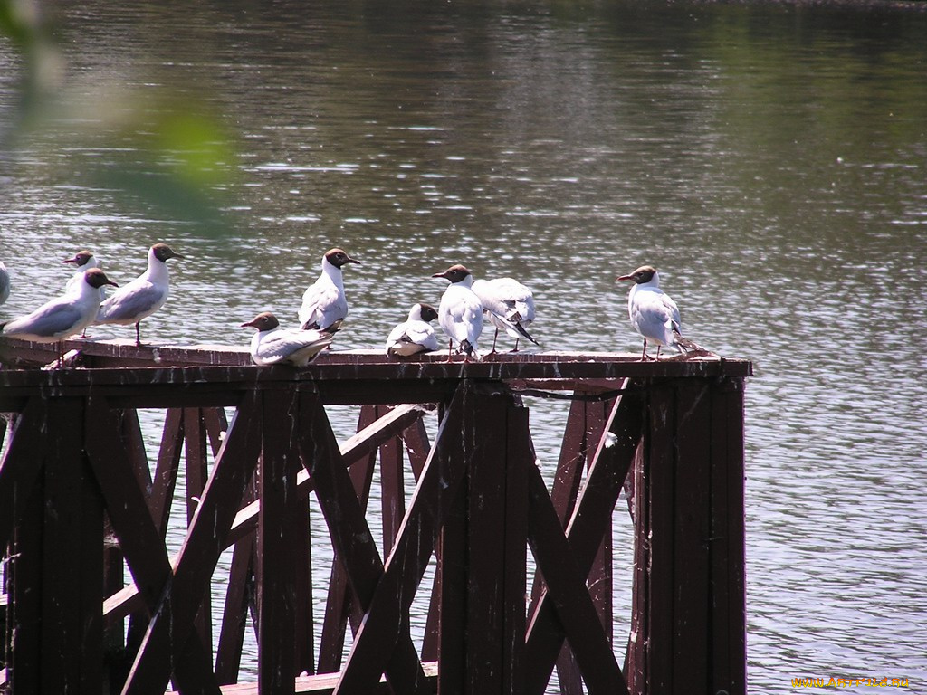 животные, Чайки, бакланы, крачки