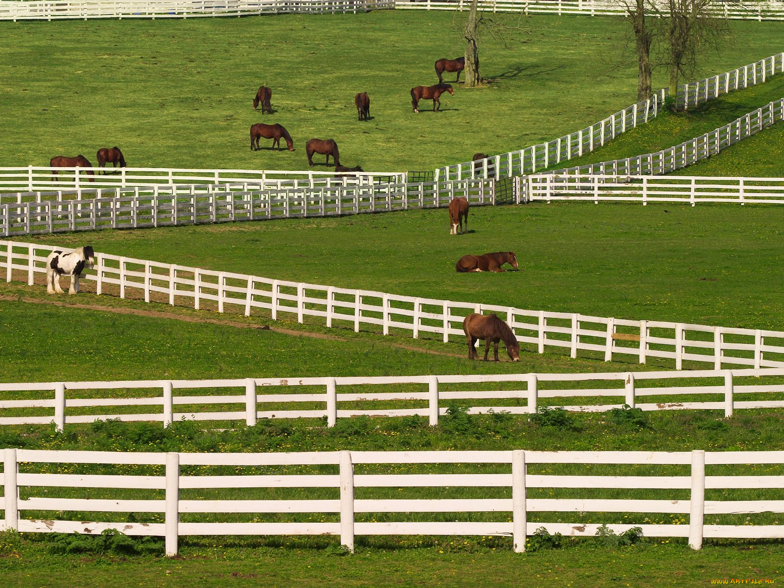 thoroughbred, horses, lexington, kentucky, животные, лошади