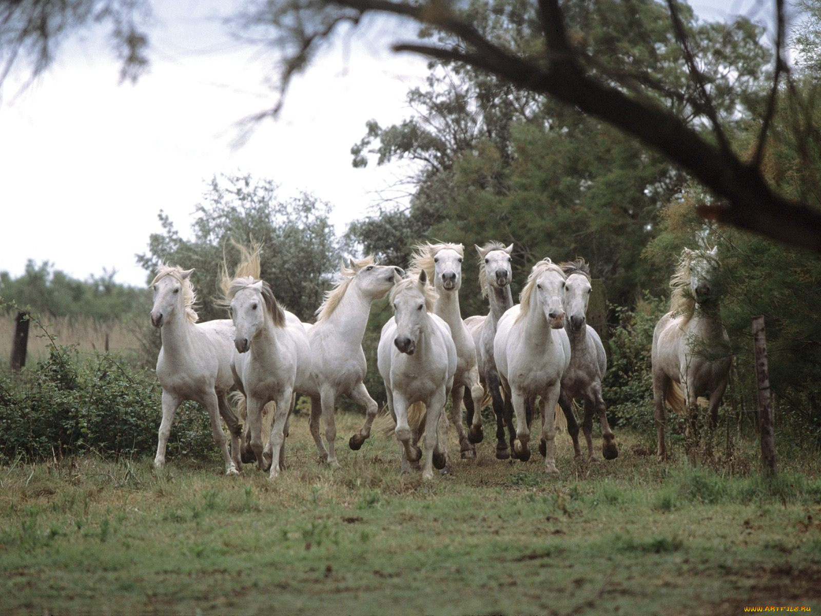 wild, and, free, camargue, horses, животные, лошади