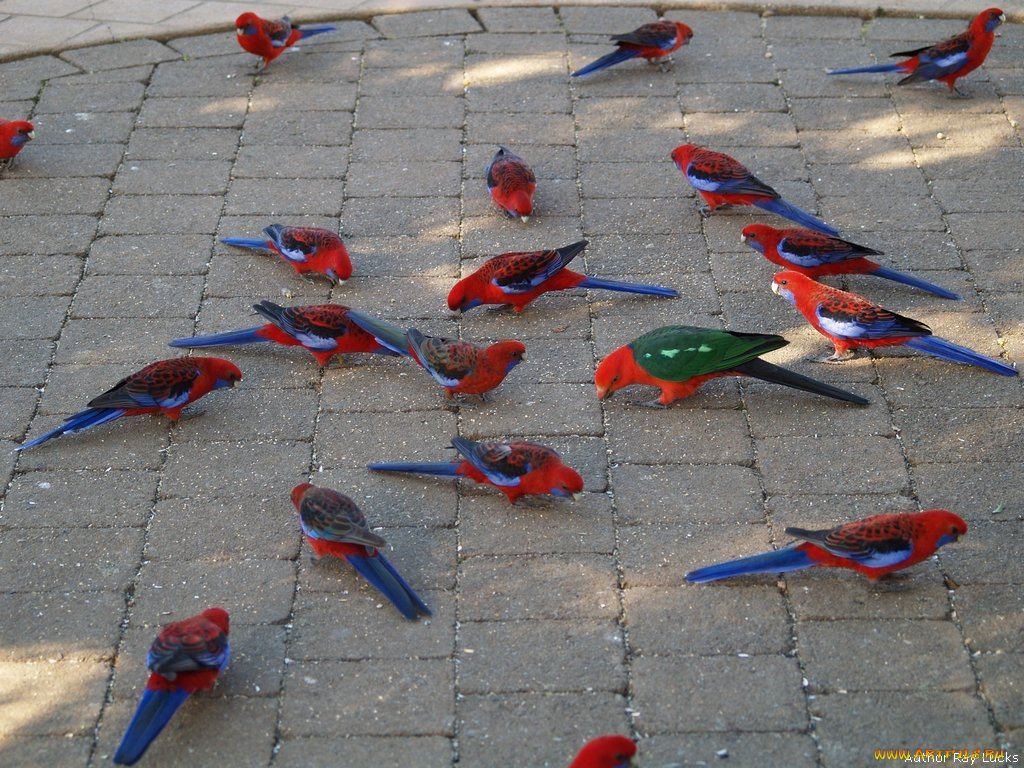 животные, попугаи