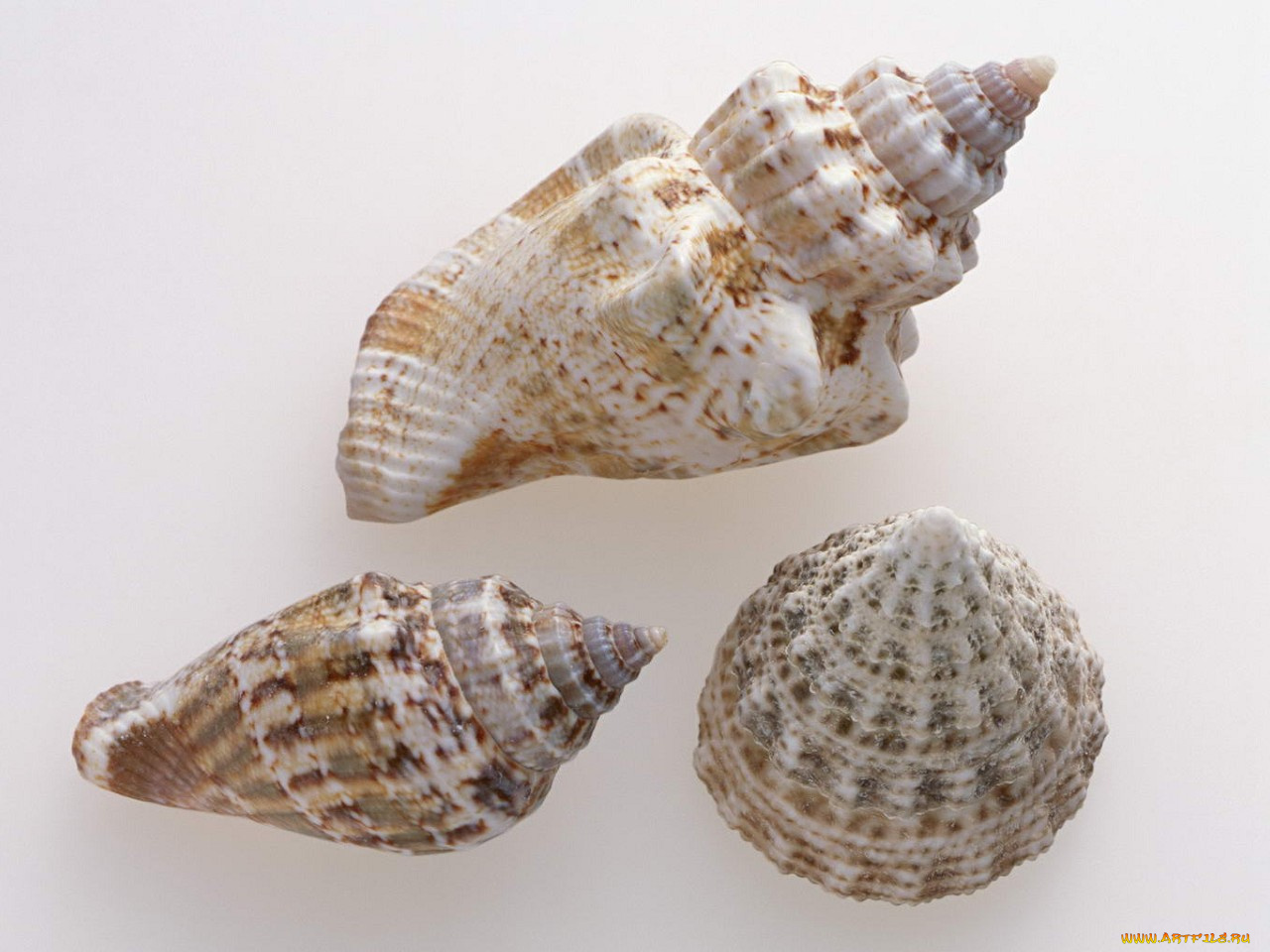 разное, ракушки, кораллы, декоративные, spa, камни