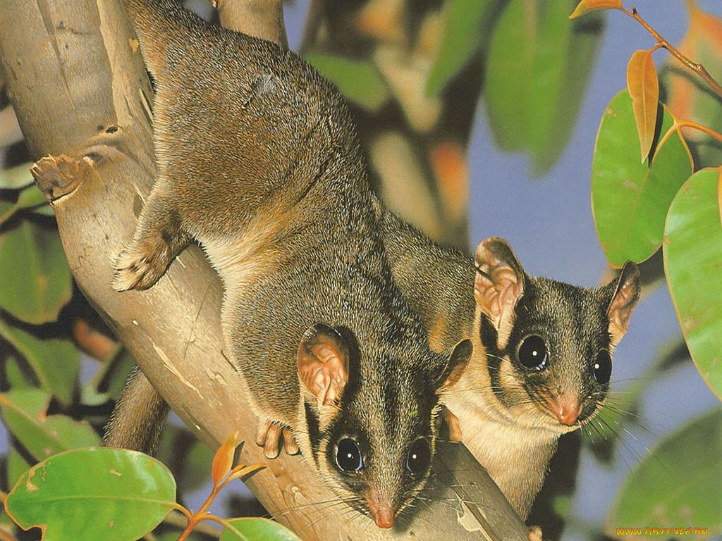 рисованные, животные