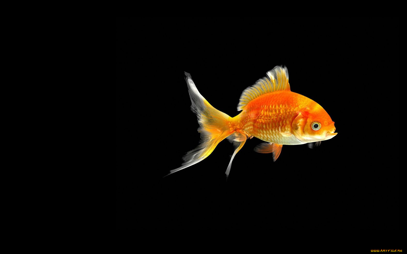 животные, рыбы