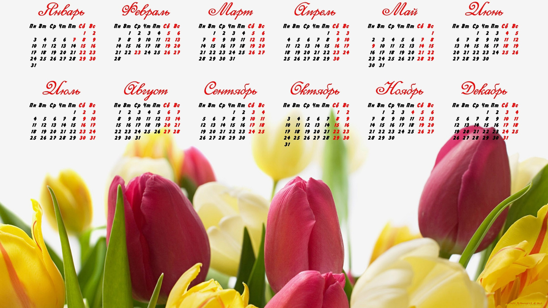 календари, цветы, красный, желтый, тюльпаны
