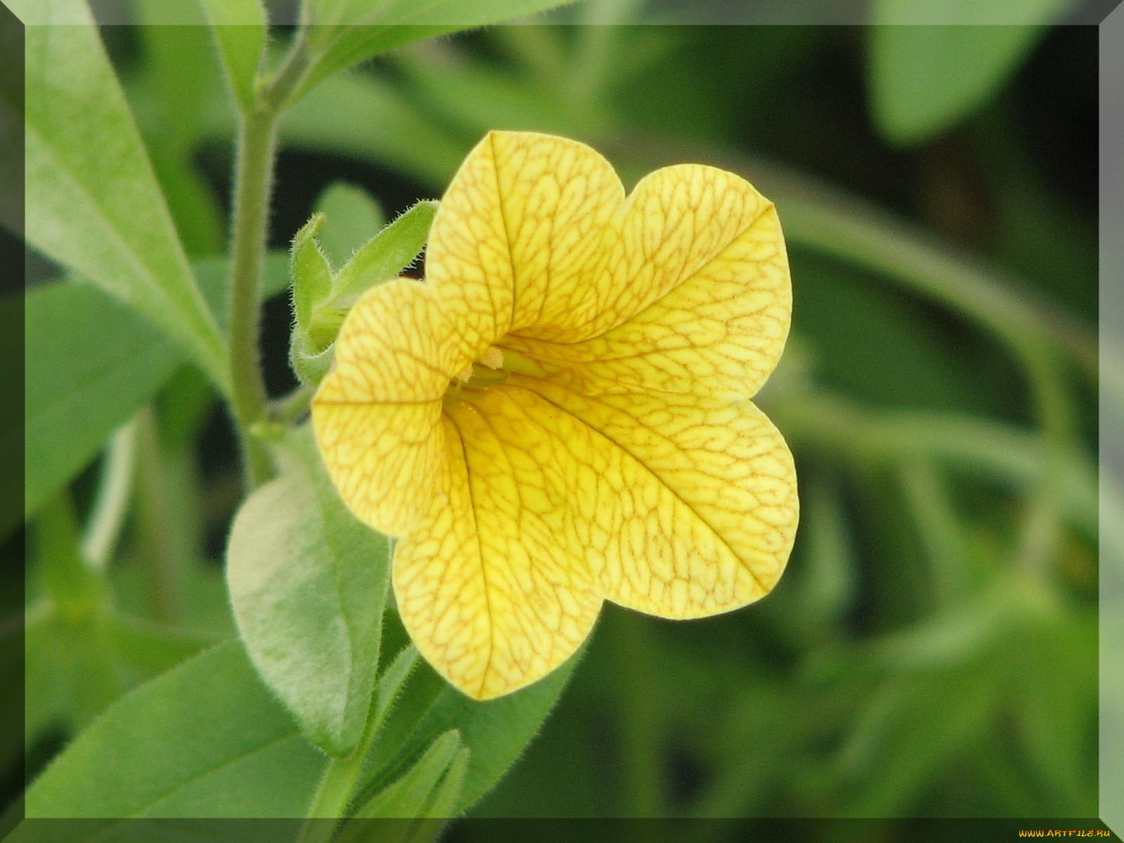 цветы, петунии, калибрахоа, цветок