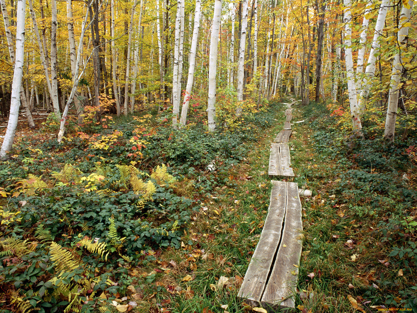 природа, лес, березы