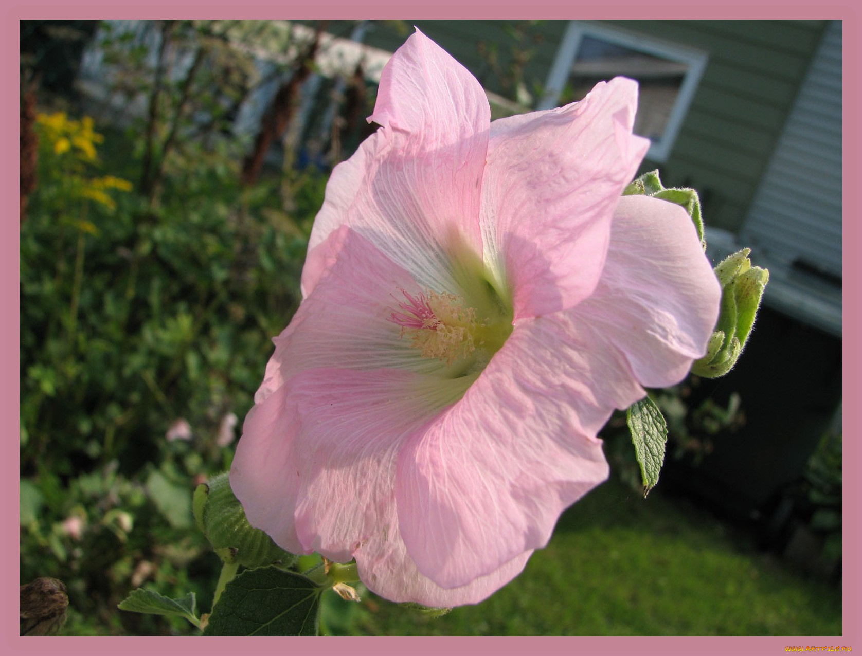 цветы, мальвы, цветок