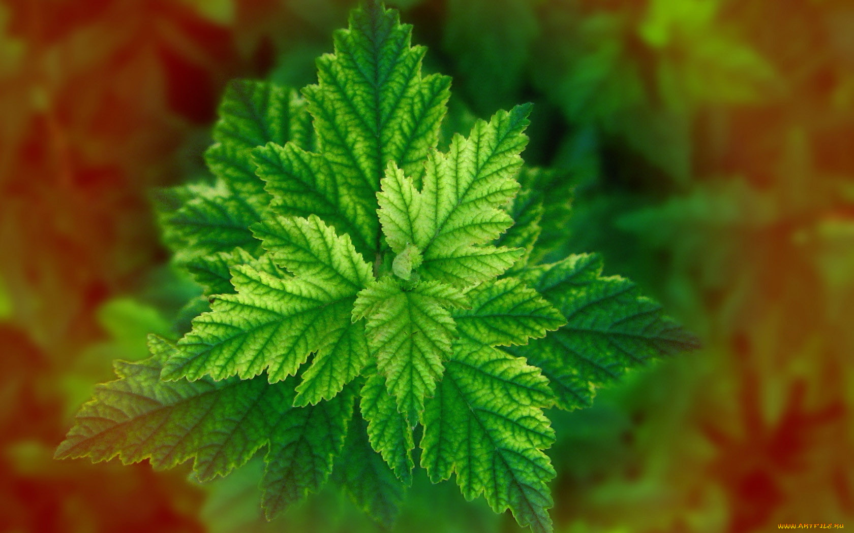 природа, листья