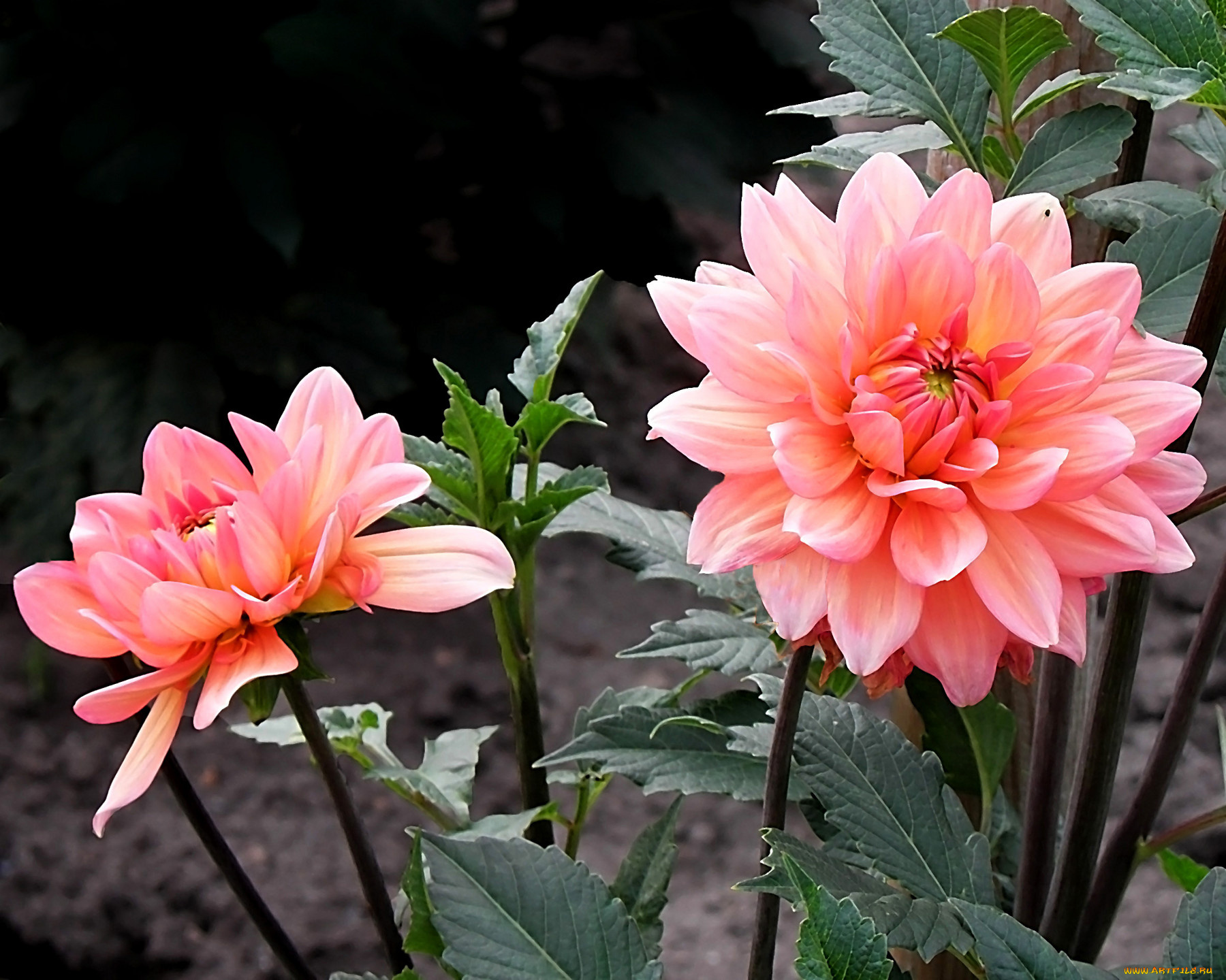 цветы, георгины, лепестки