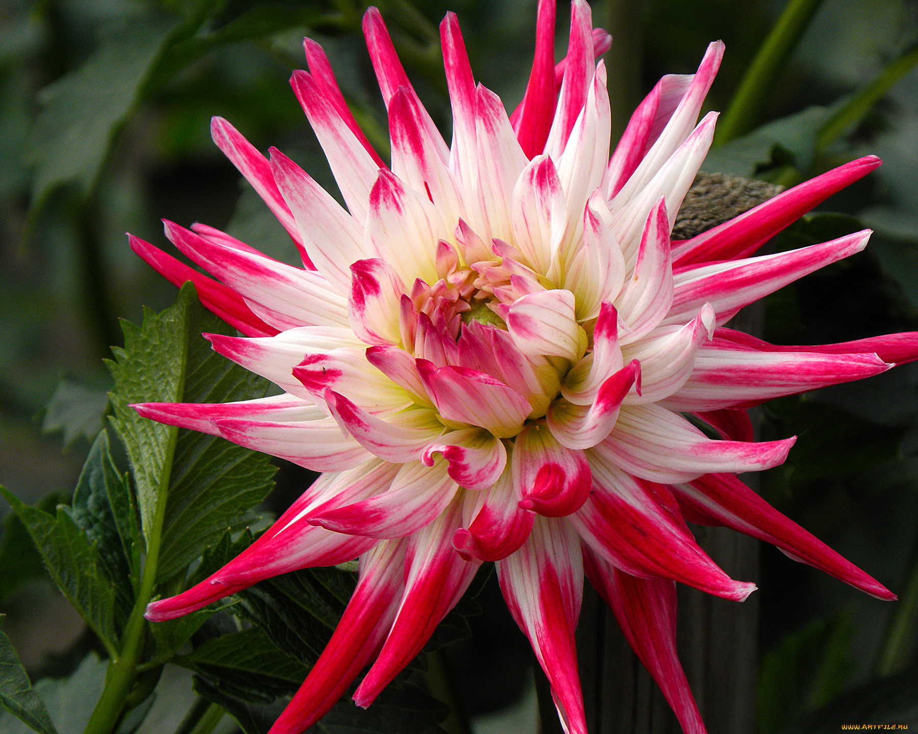 цветы, георгины, лепестки