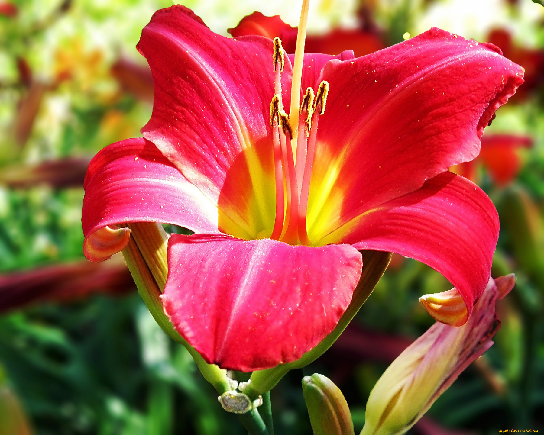 цветы, лилии, лилейники, лепестки