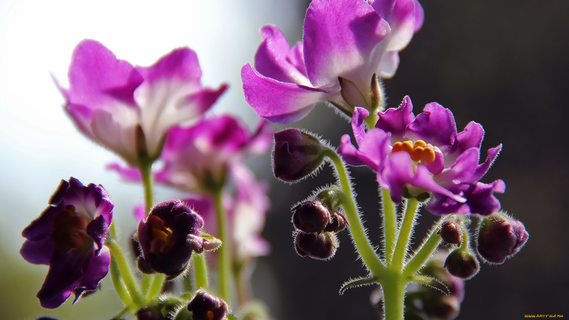 автор, thean, цветы, фиалки, сиреневый