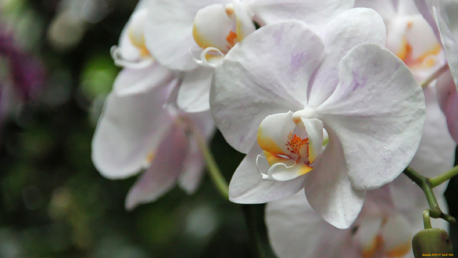 автор, thean, цветы, орхидеи, белый