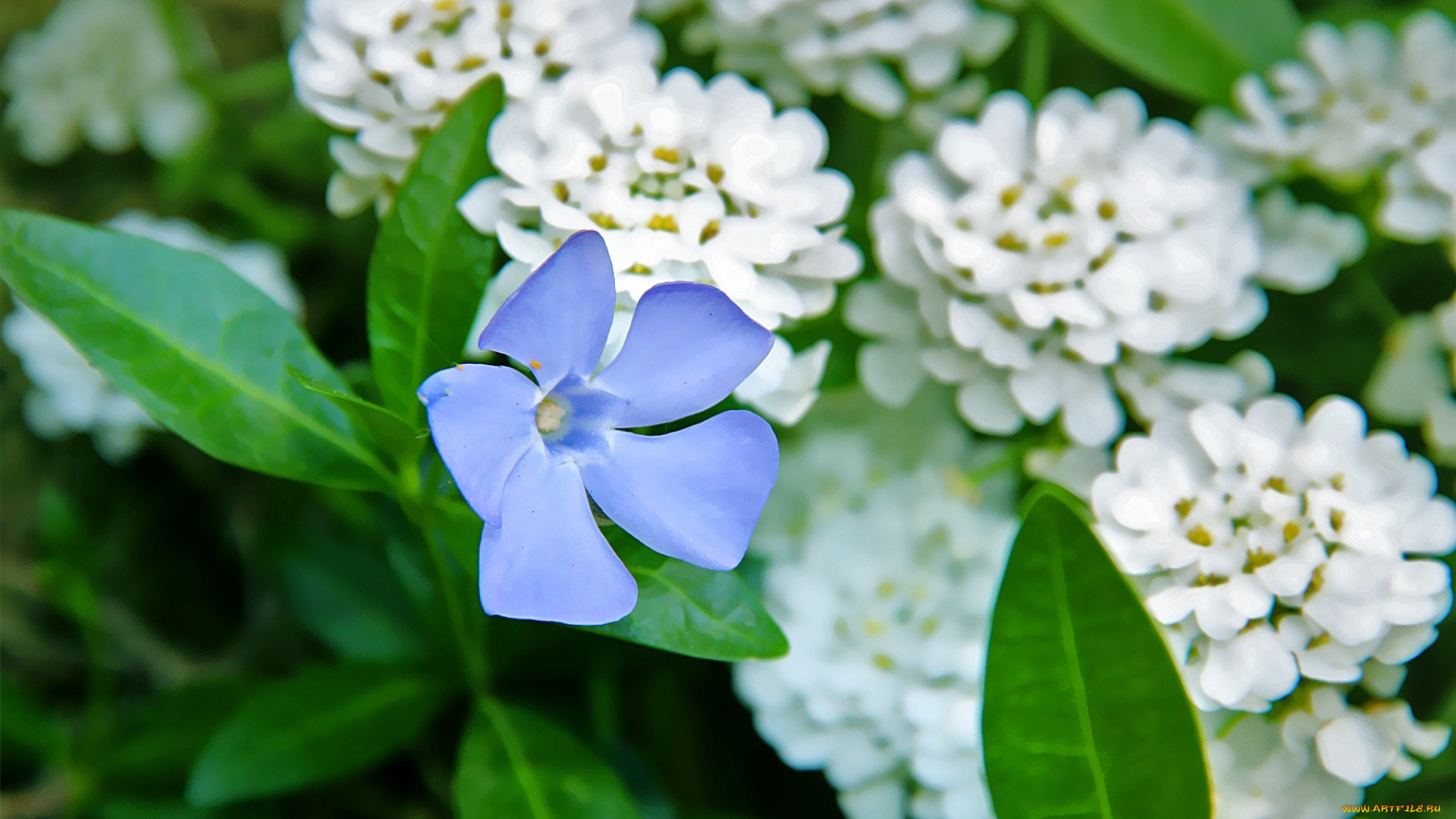 автор, thean, цветы, разные, вместе, белый, синий