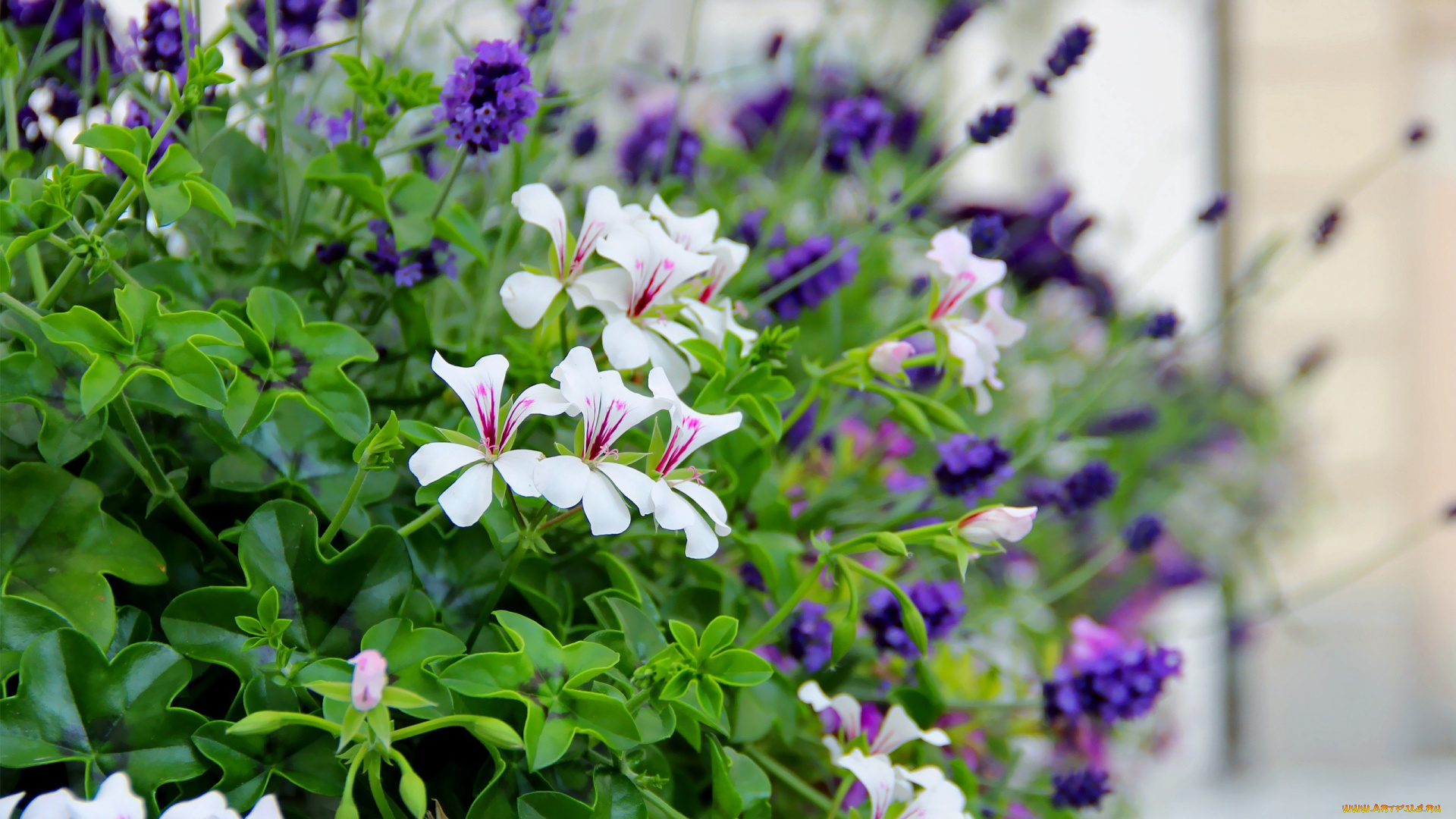 автор, thean, цветы, разные, вместе, белый, синий