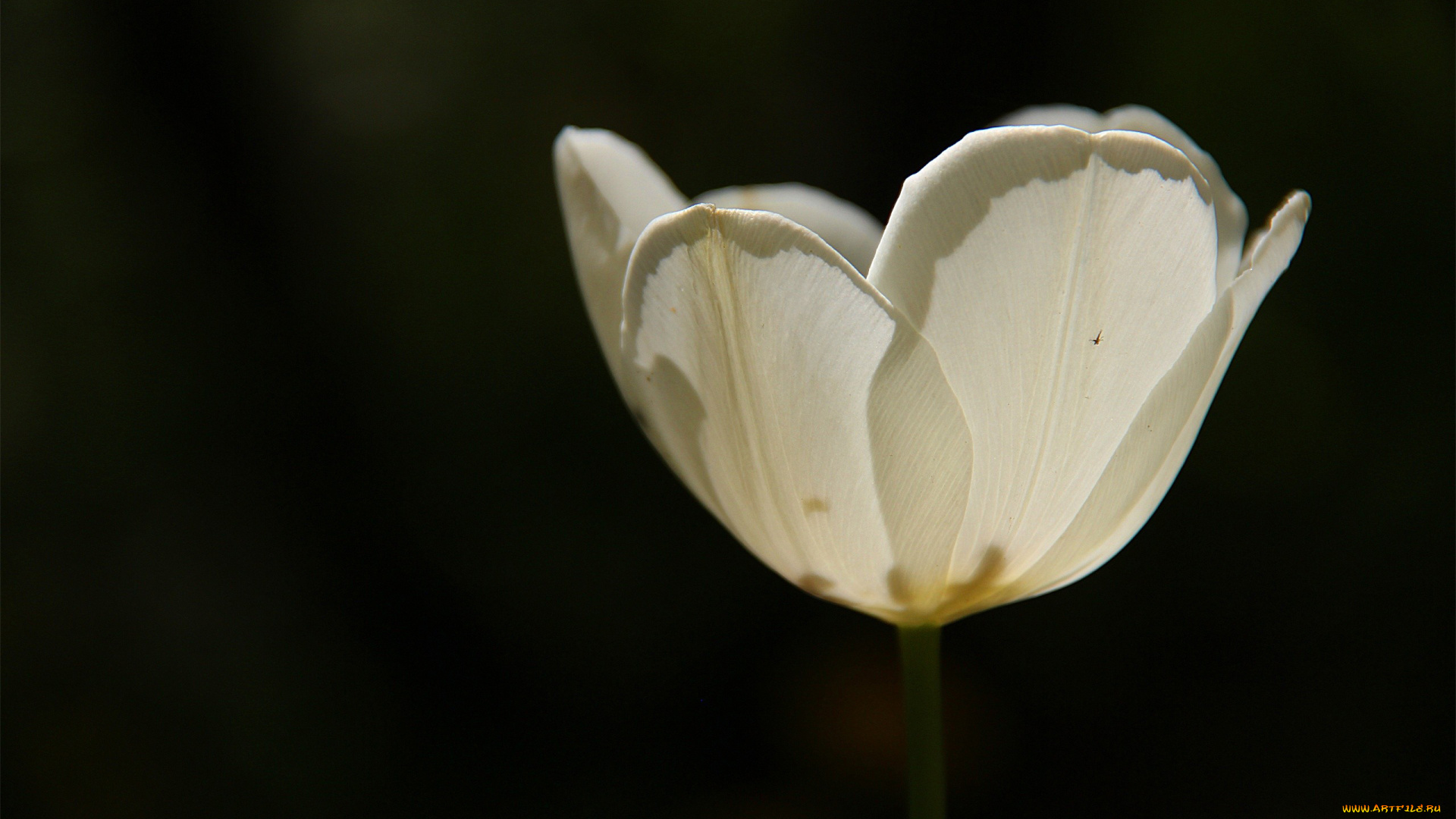 автор, thean, цветы, тюльпаны, белый