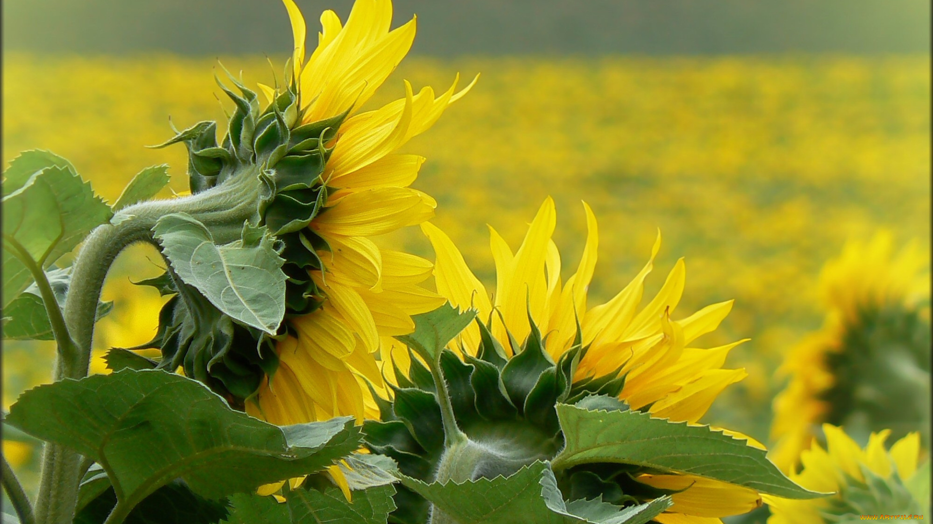 цветы, подсолнухи