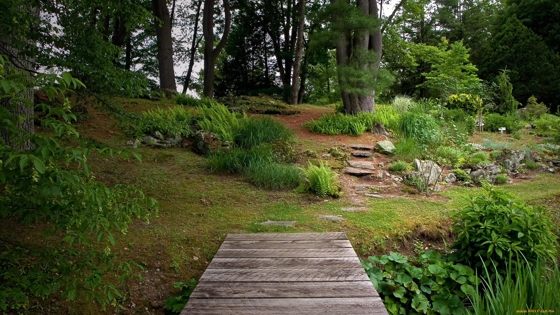 природа, лес