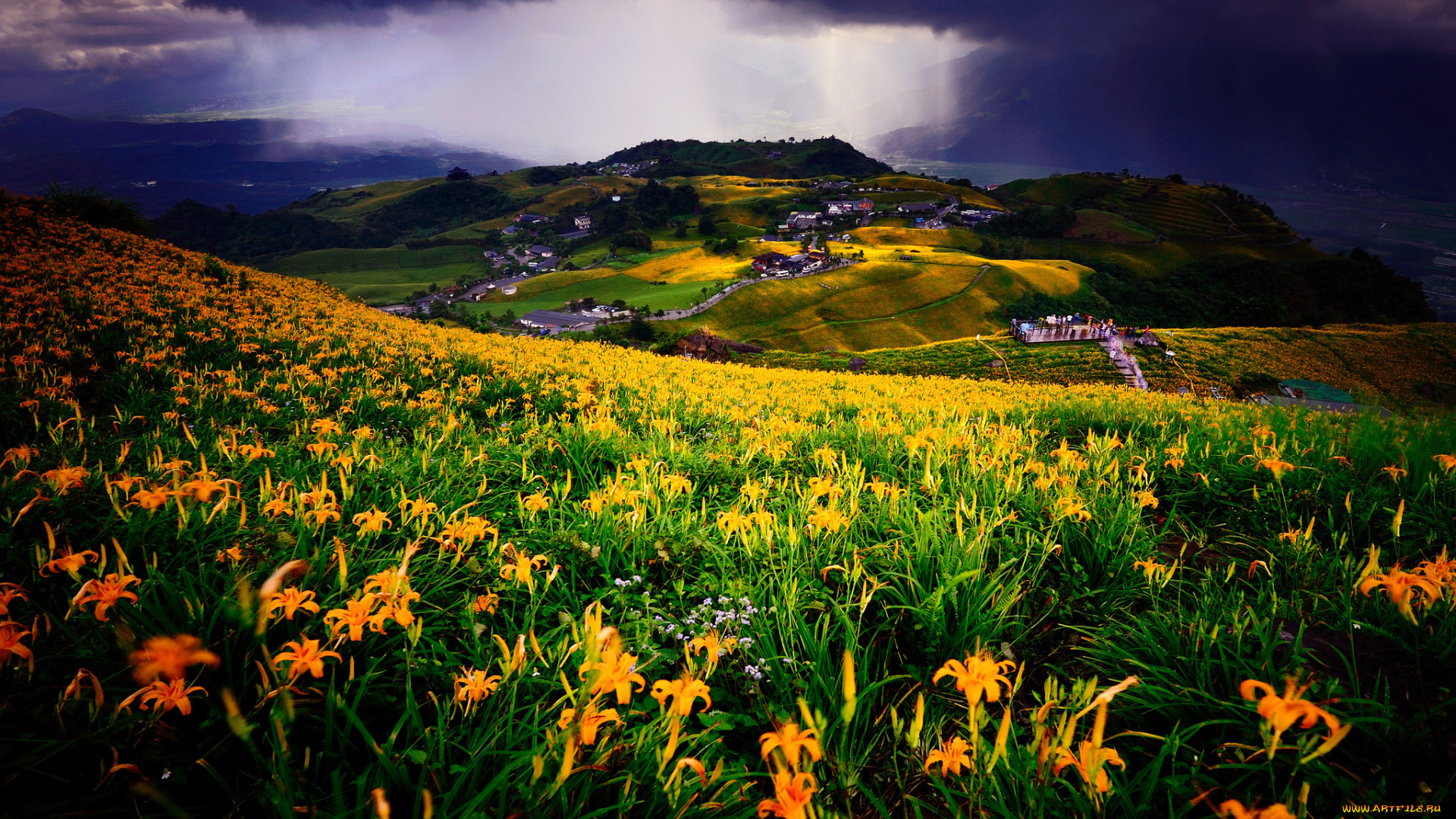 природа, пейзажи, луг, цветы, пейзаж, поля