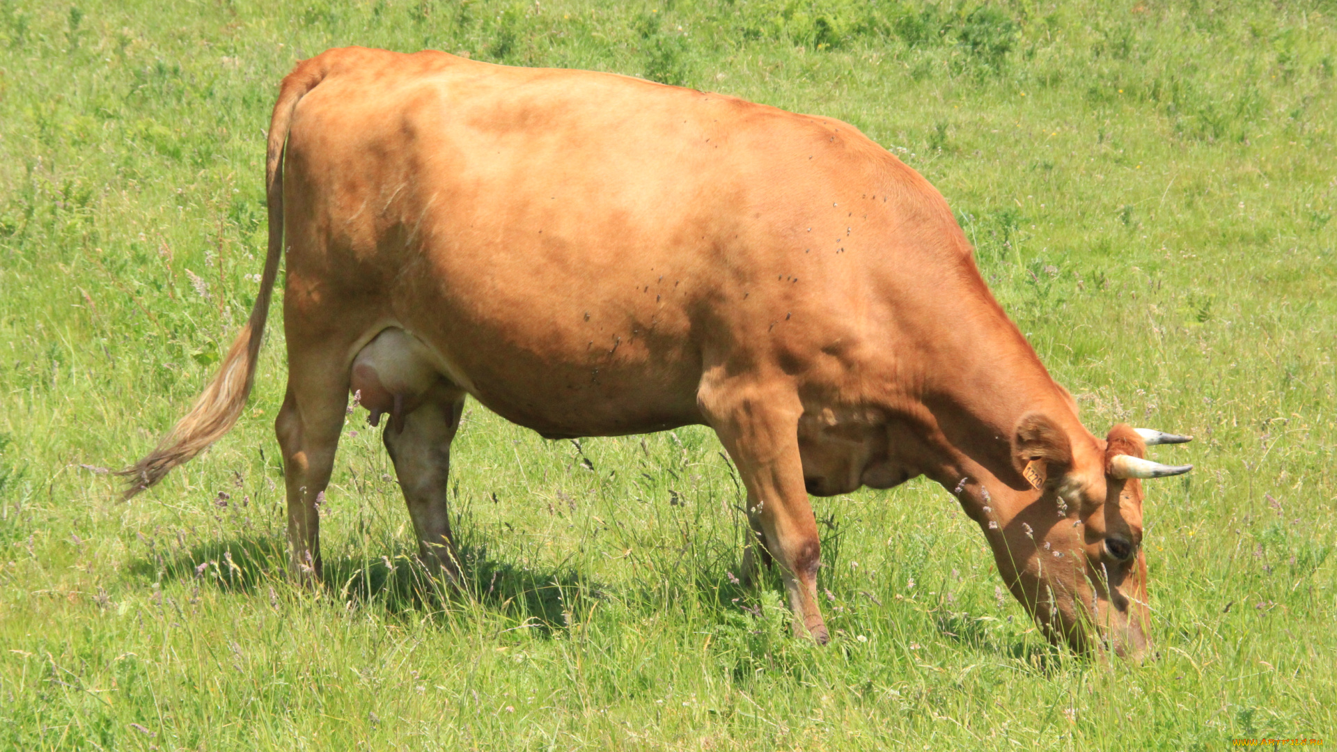 животные, коровы, буйволы, корова