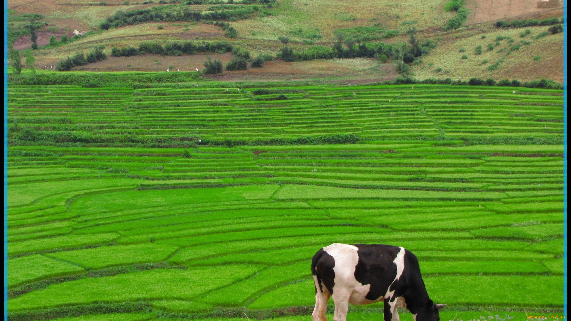 животные, коровы, буйволы, корова