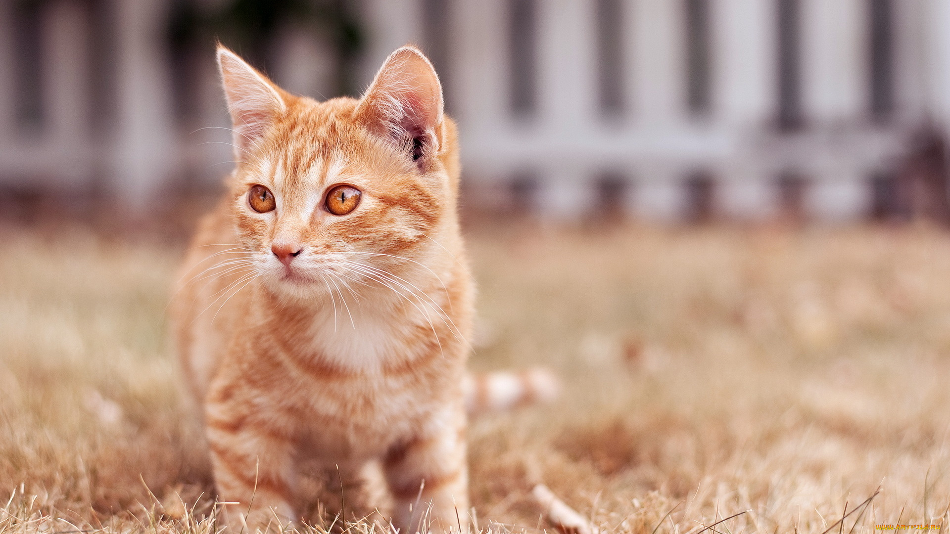 животные, коты, котёнок