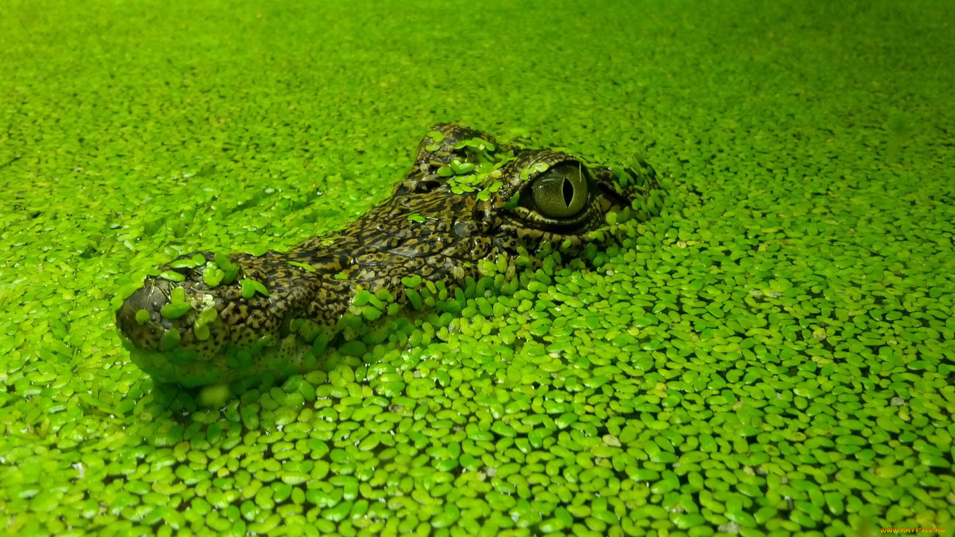 животные, крокодилы, крокодил