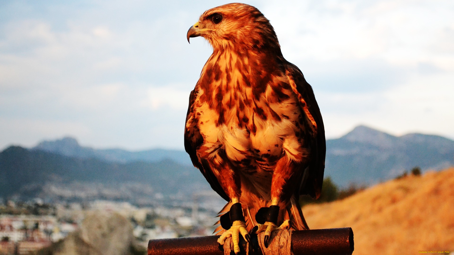 животные, птицы, хищники, ястреб